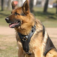 Exclusive Luxury Handcrafted Padded Leather Dog Harness