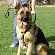 Luxury handcrafted dog harness made To Fit German Shepherd