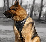 German Shepherd dog Harness