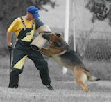 Dog protection sleeves