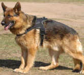 nylon dog harness,tracking dog harness,training dog harness,dog walking harness for German Shepherds
