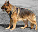 German Shepherd dog Harness