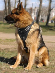 Like Tru-Fit Dog harness-Smart Harness for German Shepherd