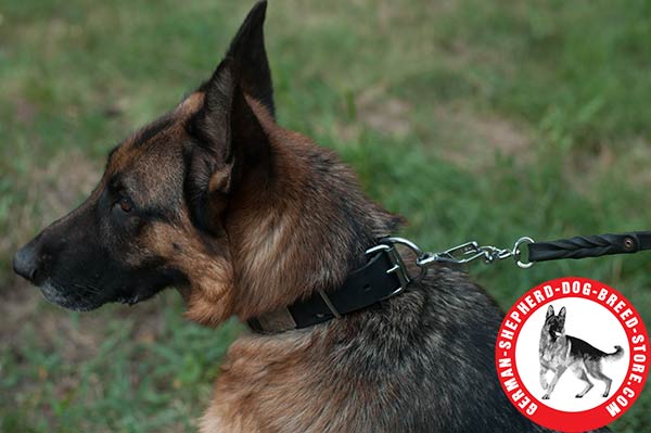 Fancy Leather German Shepherd Colar with Nickel-plated D-ring