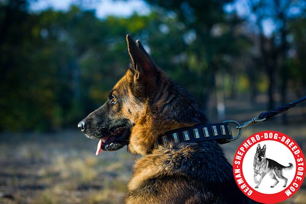 First-class Leather Decorated Collar for German Shepherd