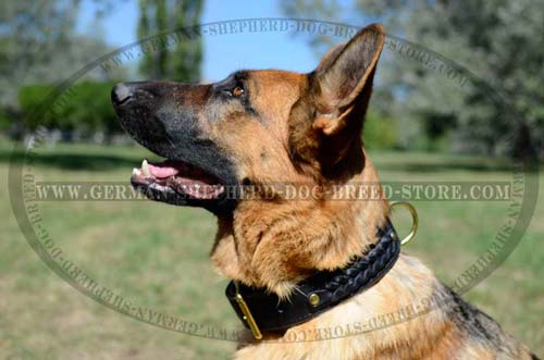 Studded German Shepherd Dog Collar