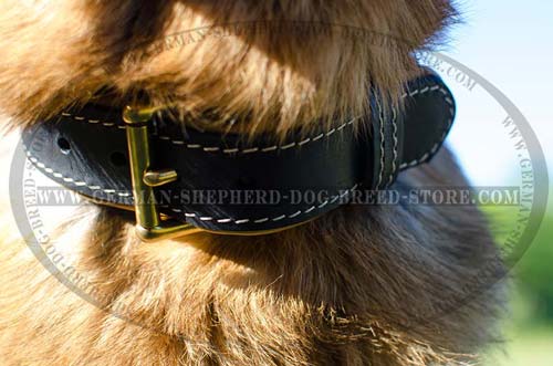 Buckled Leather German Shepherd Collar Stitched with White Thread