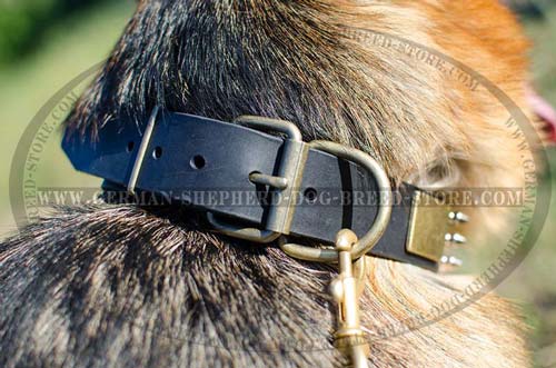Decorated Leather German Shepherd Collar with Massive Brass Plates and Nickel Plated Pyramids between Spikes