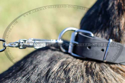 Buckled Leather German Shepherd Collar with Strong Ring
