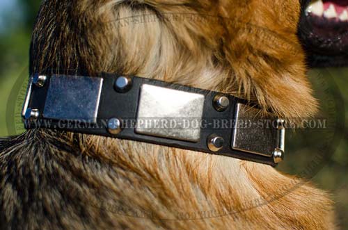 Leather German Shepherd Collar Decorated with Mix of Nickel Coated Plates and Pyramids