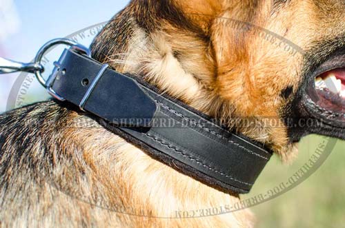 40 mm Wide Felt Padded Leather Dog Collar for German Shepherd