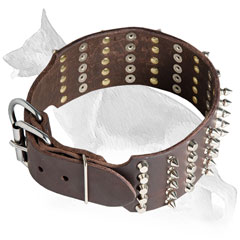 Buckled Wide Leather German Shepherd Collar Decorated in 5 Rows