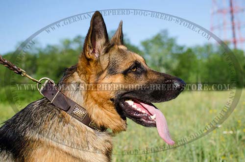 Leather German Shepherd Collar with Massive Embossed Brass Plates