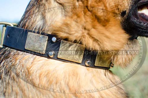 Decorated Leather German Shepherd Collar with Massive Brass Plates and Nickel Pyramids