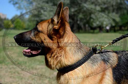 Amazing German Shepherd Dog Collar