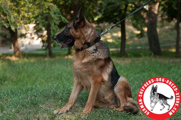 Extra Strong Leather Collar for Powerful German Shepherd