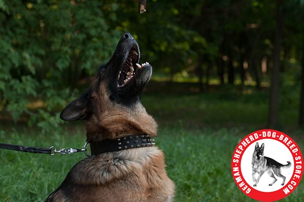 German Shepherd Leather Collar with Nickel-plated Spikes in 3 Rows