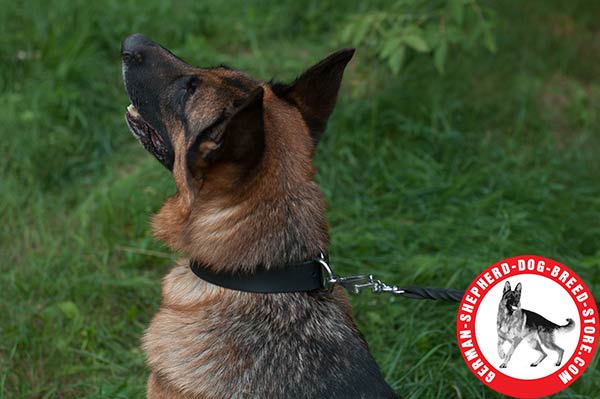 Walking and Training Leather Collar for German Shepherd