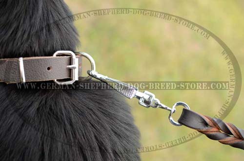 Nickel Plated D-Ring On Dog Collar Corrosion Protected