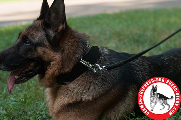 Leather German Shepherd Collar with Columns fo Spikes and Studs