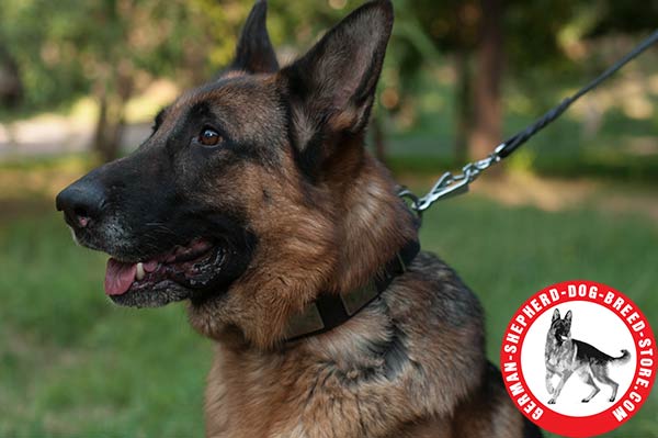 Reliable and Comfortable German Shepherd Collar for Daily Wear