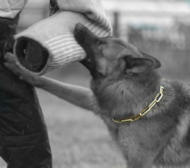 German Shepherd FUR SAVER DOG COLLAR