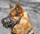 German Shepherd dog muzzle
