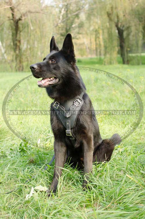 Absolutely Safe German Shepherd Dog Harness