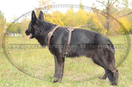 Unbelievable German Shepherd Dog Harness