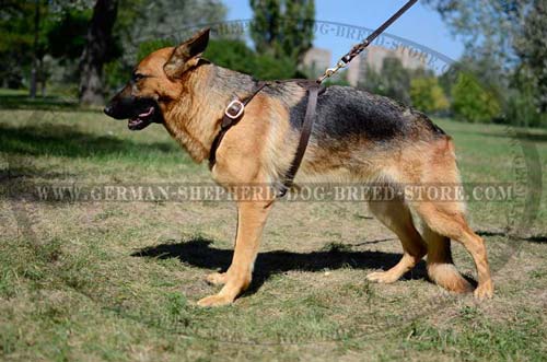 German Shepherd Dog Harness For Utter Comfort