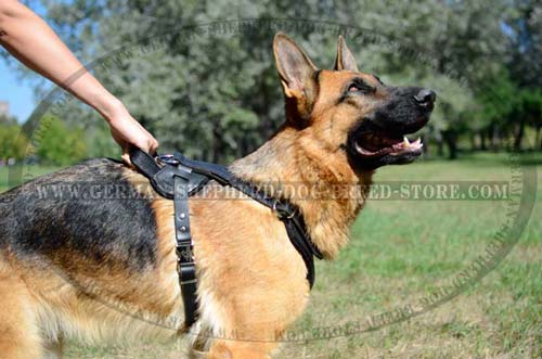 Precious Leather Harness For Your German Shepherd