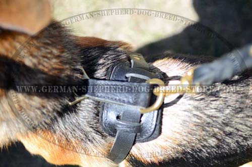 German Shepherd Harness Back Plate with Brass Ring for Leash Attachment