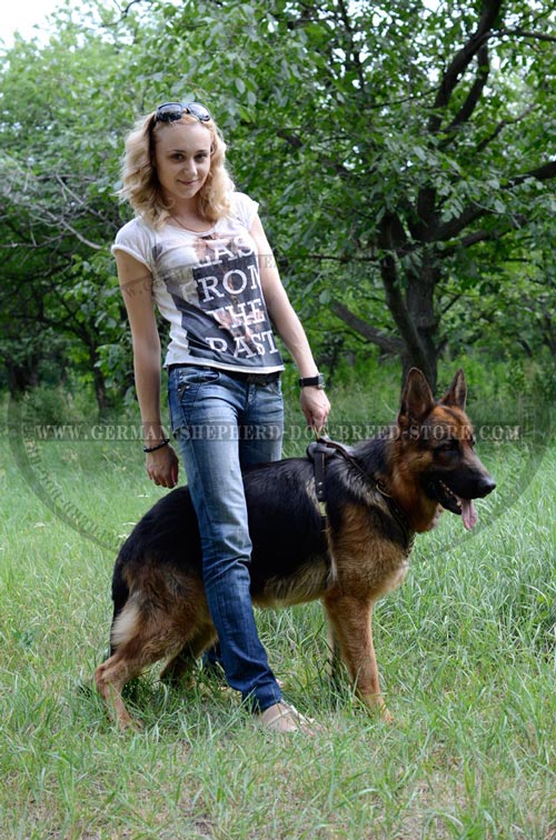 Walking Leather German Shepherd Harness Studded