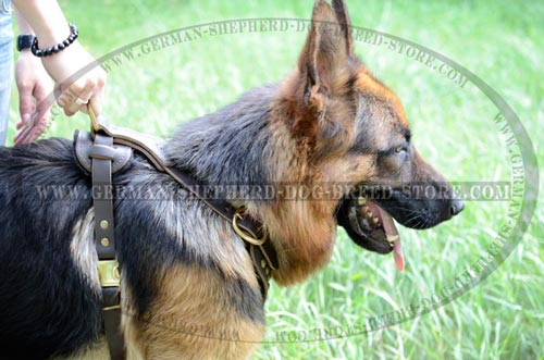 Leather German Shepherd Harness with Strong Brass Hardware
