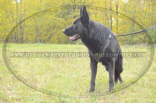 Royal Padded Leather German Shepherd Harness with Studded Chest Plate