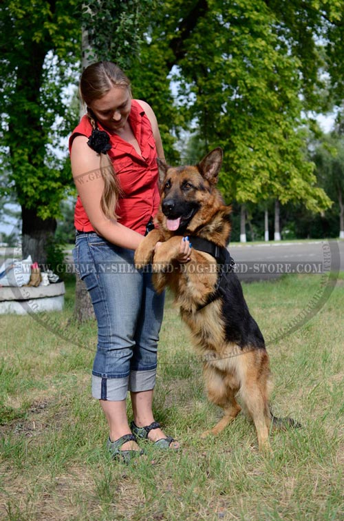 Nylon German Shepherd Harness for Walking and Training