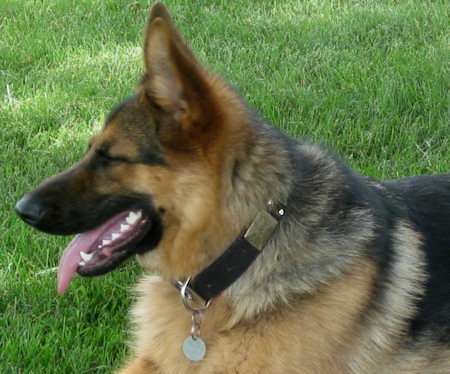 German Shepherd Dog Collar with studs and plates-Leather Collar
