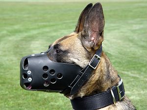 training leather dog muzzle for gsd