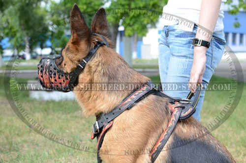 Walking German Shepherd Dog Muzzle