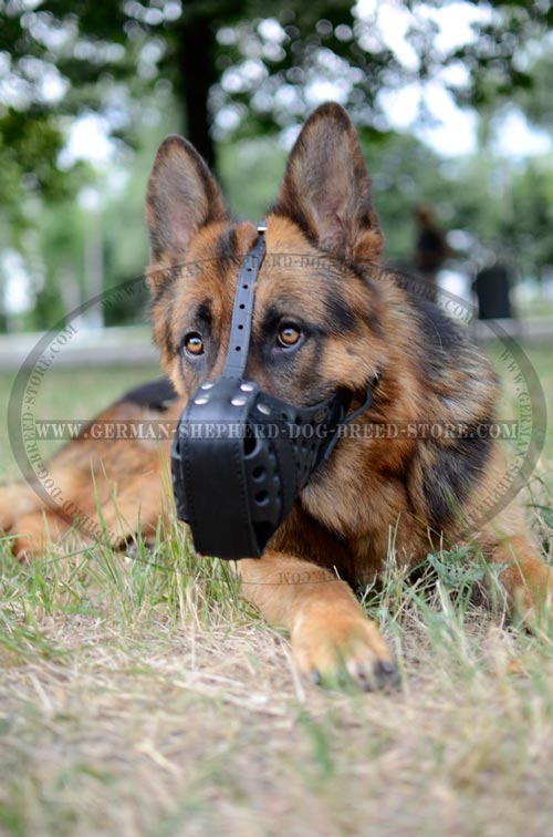 Durable And Secure Leather German Shepherd Muzzle