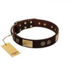 "Bow-Wow Effect" FDT Artisan Brown Leather German Shepherd Collar with Plates and Ornate Studs