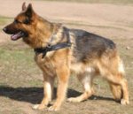 Stylish Tracking/Pulling Leather Harness For German Shepherd