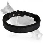 Padded Leather dog collar - C24 1 inch (2.5cm) width