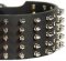 German Shepherd Leather Dog Collar Spikes 5 Rows