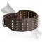 3 inch custom spiked collar for German Shepherd