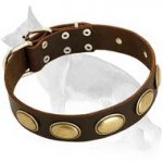Retro Rulz - Gorgeous Vintage Dog Leather Collar