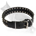 Leather German Shepherd Collar with "Caterpillar" Nickel Plated Studs