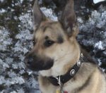 Silver Conchos German Shepherd Dog Collar