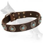 Leather Dog Collar with Silver Plated Circles Blue Stones