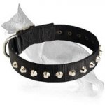 1 Row Studs Dog Collar-1 1/4" for German Shepherd